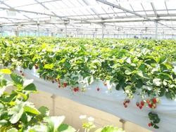 「【2026】横浜市の「多品種食べ比べ」OKのいちご狩りスポット4選　最大12種類も！」の写真