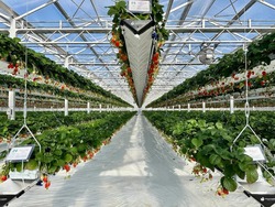 「【2026】横浜市の「多品種食べ比べ」OKのいちご狩りスポット4選　最大12種類も！」の写真