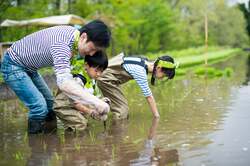 春の水田で田植え体験