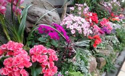 春のスウィートハート展（昨年の展示風景）