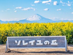 「【2026最新】関東の「菜の花畑」おすすめ8選！入場無料や富士山コラボ＆穴場も」の写真