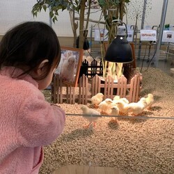 「【2026】東京・関東のひよこふれあいカフェ＆動物園9選！さわれる人気スポット」の写真