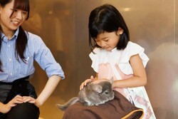 「【2026】東京・関東のひよこふれあいカフェ＆動物園9選！さわれる人気スポット」の写真