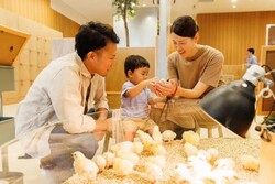 「【2026】東京・関東のひよこふれあいカフェ＆動物園9選！さわれる人気スポット」の写真