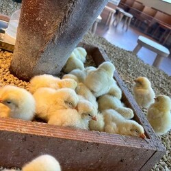 「【2026】東京・関東のひよこふれあいカフェ＆動物園9選！さわれる人気スポット」の写真