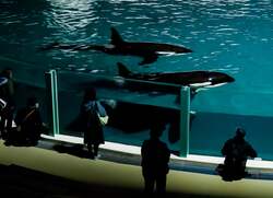 「シャチと食事やベルーガにタッチも！閉館後の水族館を探検できる特別プランが鴨川で」の写真