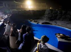 「シャチと食事やベルーガにタッチも！閉館後の水族館を探検できる特別プランが鴨川で」の写真