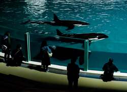 「飼育員の解説で眠るシャチや秘密を観察！夜のガイドツアーを鴨川シーワールドで体験」の写真