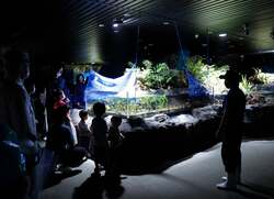 「飼育員の解説で眠るシャチや秘密を観察！夜のガイドツアーを鴨川シーワールドで体験」の写真