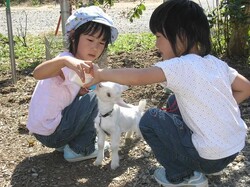「【2026】東京・関東のひよこふれあいカフェ＆動物園9選！さわれる人気スポット」の写真