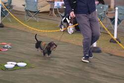 「わんちゃん入場無料！成田ゆめ牧場でドッグフェス　愛犬と列車やBBQ、ゲームを体験！」の写真