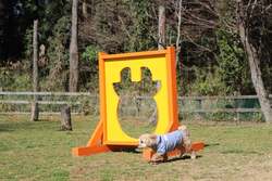 「わんちゃん入場無料！成田ゆめ牧場でドッグフェス　愛犬と列車やBBQ、ゲームを体験！」の写真