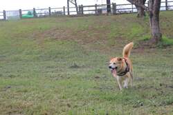 「わんちゃん入場無料！成田ゆめ牧場でドッグフェス　愛犬と列車やBBQ、ゲームを体験！」の写真