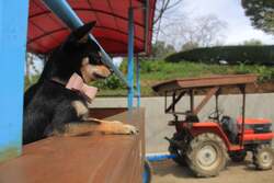 「わんちゃん入場無料！成田ゆめ牧場でドッグフェス　愛犬と列車やBBQ、ゲームを体験！」の写真