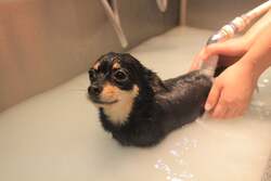 「わんちゃん入場無料！成田ゆめ牧場でドッグフェス　愛犬と列車やBBQ、ゲームを体験！」の写真