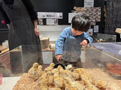 「【2026】東京・関東のひよこふれあいカフェ＆動物園9選！さわれる人気スポット」の写真