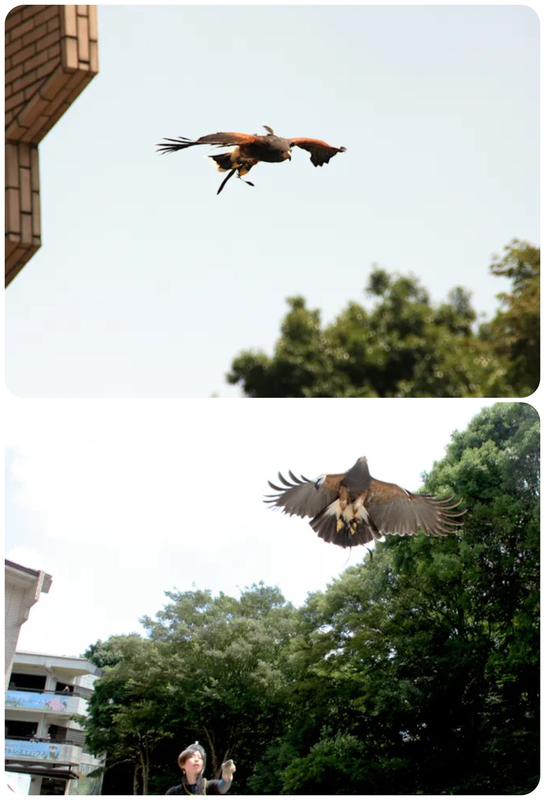 鷹匠によるタカのフライト実演