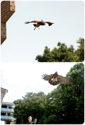 鷹匠によるタカのフライト実演