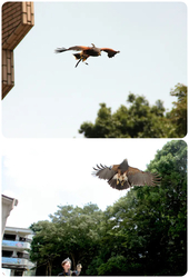 鷹匠によるタカのフライト実演