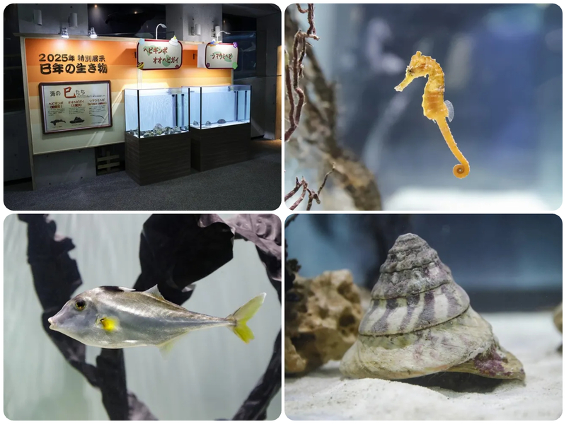 干支の生き物〜海の午（ウマ）たち〜