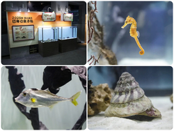 干支の生き物〜海の午（ウマ）たち〜