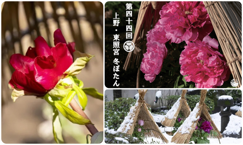 第四十四回 上野・東照宮 冬ぼたん