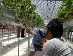 「【2026埼玉】最寄駅から「徒歩10分以内」！電車で行けるいちご狩りスポット6選」の写真