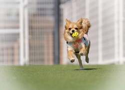 VILLA DOG（ヴィラドッグ）ワンちゃん用ゲージやフェンスを備え愛犬と滞在可能