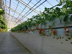 「【2026埼玉】最寄駅から「徒歩10分以内」！電車で行けるいちご狩りスポット6選」の写真