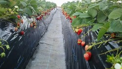 「【2026埼玉】最寄駅から「徒歩10分以内」！電車で行けるいちご狩りスポット6選」の写真