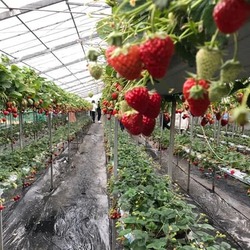 「【2026神奈川】最寄駅から「徒歩10分以内」！電車で行けるいちご狩りスポット5選」の写真