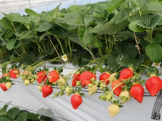 ハウス内には、太陽をいっぱい浴びて、真っ赤に熟したいちごがいっぱい！