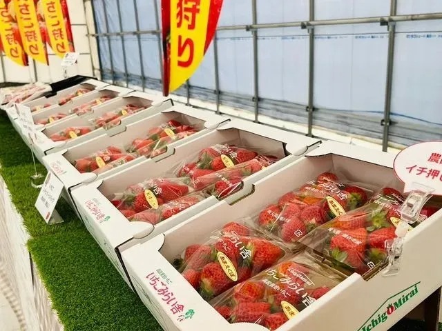 「あまえくぼ」以外にも、埼玉のオリジナル品種や、直売限定のレアいちごも販売しています