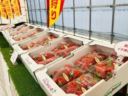 「あまえくぼ」以外にも、埼玉のオリジナル品種や、直売限定のレアいちごも販売しています
