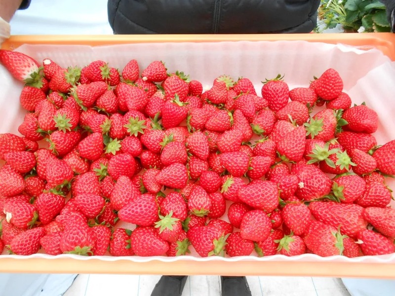 直売所で販売される「朝もぎいちご」は、なくなり次第終了となるので、お早めに！