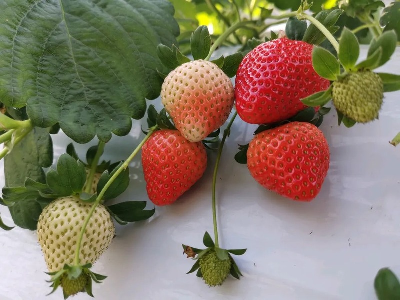 赤く実ったいちごを厳選し、親子で摘み取ろう♪