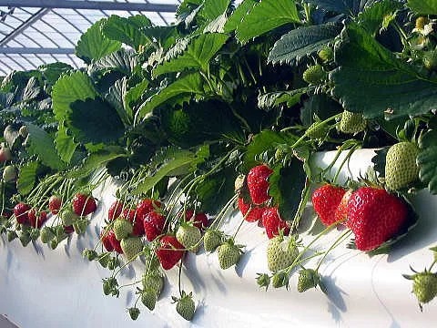 奈良県生まれの「あすかルビー」。光沢がある赤色が特徴です