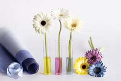 「白い砂浜が広がる天空ビーチで花火を体験！3000本のガーベラが咲き誇るリゾナーレ熱海」の写真