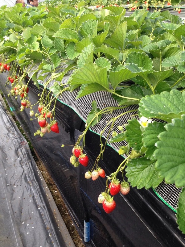 お馴染みの品種から希少品種まで、豊富なラインナップ