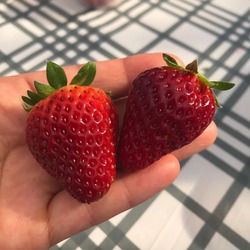 生育状態により、いちご狩りできる品種が変動するので、シーズン中、何度も訪れたくなります