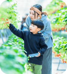 赤く実ったいちごを親子で探しましょう♪