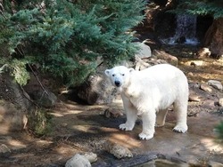 ホッキョクグマ