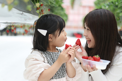 「【2026関東】「あまえくぼ」が食べられるいちご狩り7選　希少な新品種を親子で堪能！」の写真