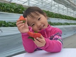 「【2026最新】最高金賞受賞！「あまりん」を味わい尽くすイベント＆いちご狩り農園5選」の写真