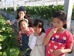 「【2026最新】最高金賞受賞！「あまりん」を味わい尽くすイベント＆いちご狩り農園5選」の写真