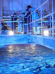 餌やり体験の様子