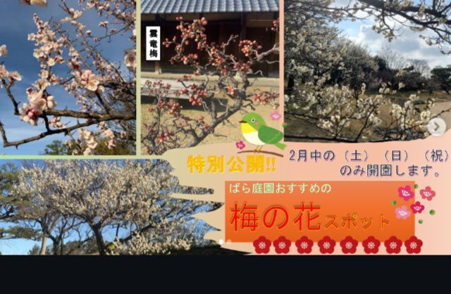 ばら庭園 梅の花 特別公開（一般財団法人 大阪府公園協会）