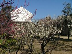 黒田家代官屋敷梅まつり