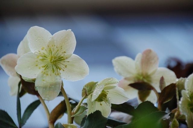 フラワースナップ early spring