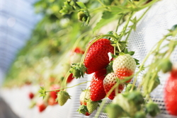 「【2026】栃木の「多品種食べ比べ」OKのいちご狩りスポット3選　最大11種類も！」の写真